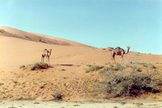 Kamele-2.jpg